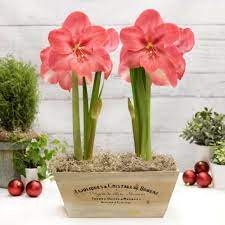 Double The Fun With A Gift Kit That Includes Two Jumbo Amaryllis Bulbs In A Decorative Wooden Crate Just Add Wate Amaryllis Christmas Amaryllis Bulb Flowers