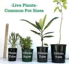 Flower Pot Sizes Neivacolaborativa Co