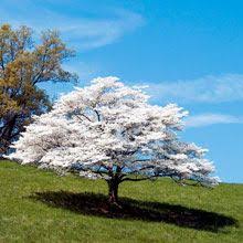 One of the most glorious sights you can behold is a tree or shrub that has burst into a profusion of white flowers. White Dogwood Dogwood Trees Flowering Trees Growing Tree