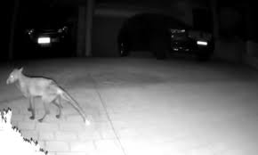 Mysterious animal filmed wandering across a man's driveway – but do you  know what it is? | Daily Mail Online