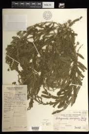 Image result for Selaginella buchholzii