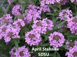 Image result for Verbenaceae