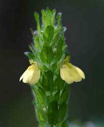 Image result for Justicia flava