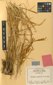 Image result for Urochloa jubata