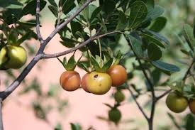 Image result for Diospyros lycioides