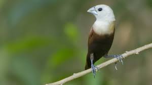 Tentu kita tidak asing lagi saat ini jenis spesies burung di indonesia semakin bertambah. 13 Ciri Ciri Burung Pipit Jantan Dan Betina Arenahewan Com