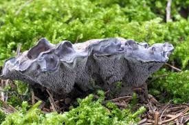 Image result for Phellodon niger