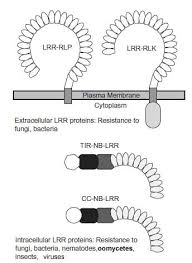 Image result for Lefebvrea longipedicellata