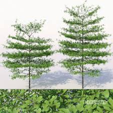 Image result for Terminalia mantaly