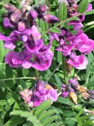 Maybe you would like to learn more about one of these? Bush Vetch 2 Litre Pot Vicia Sepium Uk Delivery Naturescape
