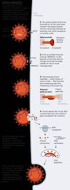 Register now vaccination certificate feedback. Profile Of A Killer The Complex Biology Powering The Coronavirus Pandemic