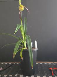 Image result for Dipcadi longifolium