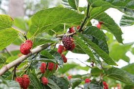 These berries do need some support. Berries That Grow On Trees The 6 Most Popular Berry Trees