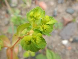 Image result for Euphorbia epicyparissias