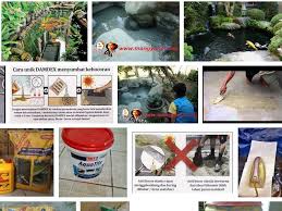 Siapa sih yang tidak tahu kolam, salah satu tempat untuk menaruh air sebagai wadah budidaya ikan baik jenis ikan hias maupun jenis ikan konsumsi air tawar. Cara Mengatasi Kolam Ikan Yang Rembes Dan Bocor
