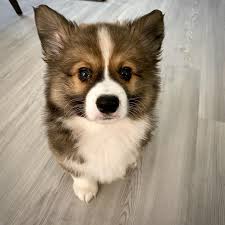 Black And Brown Corgi Pin On Makes Me Smile