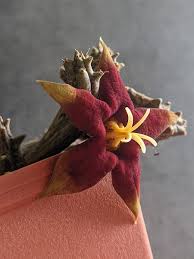 Image result for Piaranthus atrosanguineus