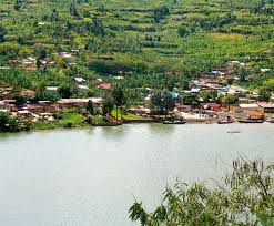 Image result for Stolzia cupuligera