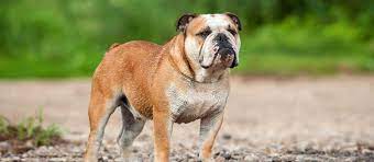 Extremely loyal to his family, the english bulldog typically gets on agreeably with. English Bulldog Puppies For Sale Greenfield Puppies