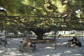 Resultado de imagem para CEDRO  DO   BUÇACO