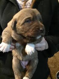 (oakhurst) please call or text for more information. Purebred Anatolian Shepherd Puppies For Sale In Ruffs Dale Pennsylvania Classified Americanlisted Com