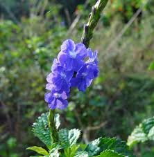 Image result for Stachytarpheta urticifolia