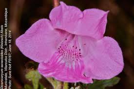 Image result for Dicerocaryum senecioides