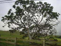 Image result for Lepidotrichilia