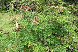 Image result for Caesalpinia decapetala
