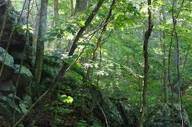 Green ridge state forest is a state forest in western maryland. Green Ridge State Forest Wikipedia