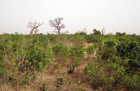 Image result for Tappan Gray 1983 Tappan