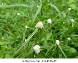 Image result for Kyllinga erecta