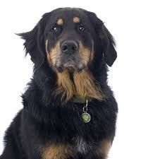 Our dogs and puppies are our family and are treated as such. Golden Mountain Dog Bernese Mountain Dog Golden Retriever Mix
