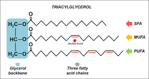 Although the distribution and production segments of the backbone will be integrated, two different implementation approaches are being utilized. 1 The Triacylglycerol Molecule Consists Of One Glycerol Backbone Download Scientific Diagram
