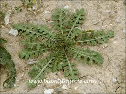 Image result for Erucastrum