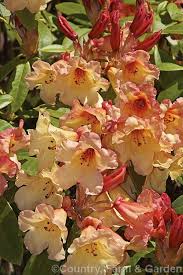 Rhododendron Jingle Bells Photo In 2020 Rhododendron Jingle Bells Photo