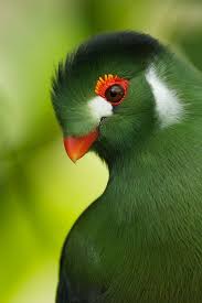 Wow Probably The Sharpest Most Focused Bird Shot You Ll Ever See Turaco By Michael Rumiz Via 500px Beautiful Birds Animals Beautiful Colorful Birds