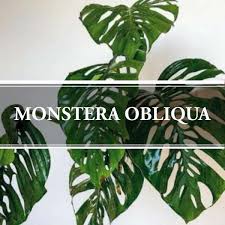 Monstera Obliqua The Species Complex Gardening Brain