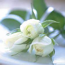 Best And Cheapest Seeds China Rare White Rose Flower Seeds Diy Home Gardening Flower Potted Plant Balcony For Sale Dhgate Com White Rose Flower Flower Seeds Flowers
