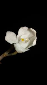 Image result for Didymoplexis