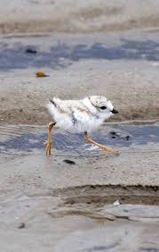 Shore Birds Of Cape Cod Huge Numbers Of Frozen Sea Turtles Are Washing Up In Cape Cod Plover Pet Birds Endangered Animals