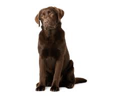 Image result for labrador retrívr