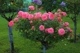 Magastorzsu Rozsa Flowers Beautiful Flowers Garden Rose