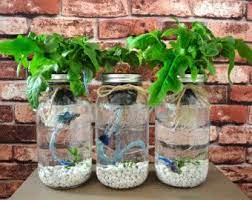 Pin On Potagers