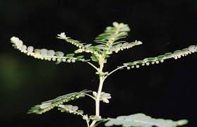 Image result for Phyllanthus odontadenius