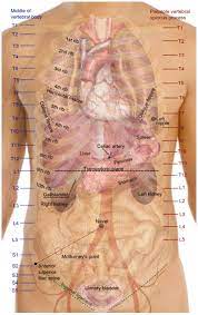 The human heart is located within the thoracic cavity, medially between the lungs in the space known as the mediastinum. Surface Anatomy Map Medical Exam Prep
