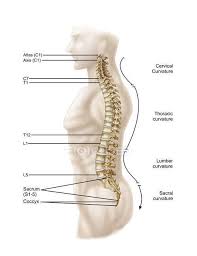 This is the fifth major draft of this document since 2009. Anatomy Of Human Vertebral Column With Labels White Lumbar Stock Photo 174714932
