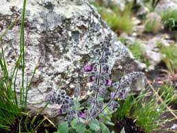 Image result for Equilabium selukwense