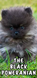 The black puppies are likely to arise when the pomeranian parent is black. Black Pomeranian The Dark Furred Fluff Ball Pup