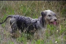 Image result for ČESKÝ TERIÉR